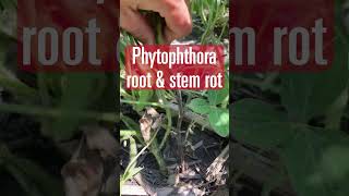 These are SYMPTOMS of Phytophthora root rot [upl. by Oiretule]