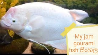 Jam gourami fish සිංහල [upl. by Kenway]