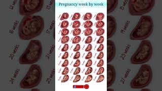 pregnancy week by week pregnancy shorts shortvideo [upl. by Eichman]