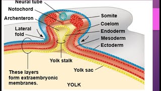 Development in chick embryocleavage morula blastula Gastrula notochord formation Neurulation [upl. by Ayra912]