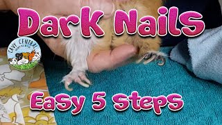 Guinea pig Cutting of Dark Nails 5 fail safe steps  Lyn from Cavy Central [upl. by Han]