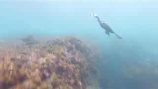 Black Cormorant bird diving for fish in Sydney Australia [upl. by Florence]