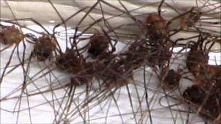 Daddy Long Legs Opiliones Harvestmen Oh My creepy spider like things clumped together [upl. by Engelhart769]