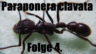 Paraponera clavata Folge4 Haltungsbericht [upl. by Orose]