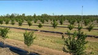 Netafim Australia Nutrigation Citrus [upl. by Pudendas]