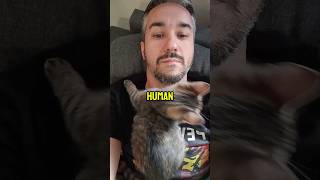 Only for cats 😼 cat catlover catvideos [upl. by Semmes]