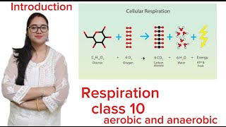 Respiration introductionLife process class 10 [upl. by Udelle]