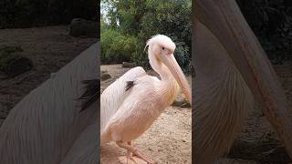 Pelícano común en Faunia parque zoológico de MadridEspaña pelicano faunia pelecanusonocrotalus [upl. by Rabbi454]