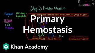 Primary hemostasis  Advanced hematologic system physiology  Health amp Medicine  Khan Academy [upl. by Laumas682]