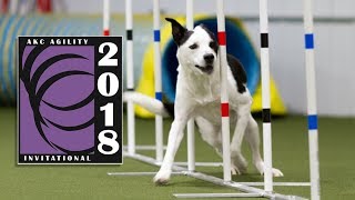 2018 AKC Agility Invitation Finals [upl. by Rodgers717]