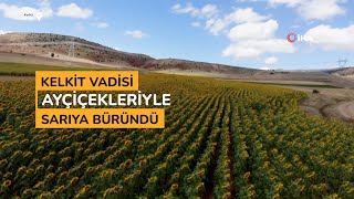 Kelkit vadisi ayçiçekleriyle sarıya büründü [upl. by Solrac]