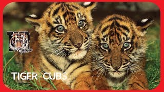 Tiger Cubs  Tigres bebes jugando [upl. by Anaitat]