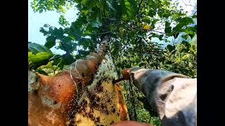 How to Harvest Honey from Tall Trees Like a Pro [upl. by Trelu]