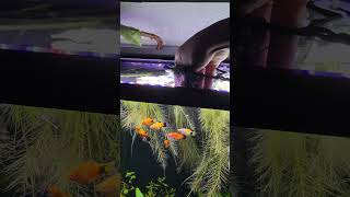 Adding platy fish to my 20 gallon 😍 shorts fishtank [upl. by Neema]