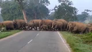 Elephant crossing the road in sathyamangalam elephant crossing zone sathyamangalam elephant attack [upl. by Norrehc]