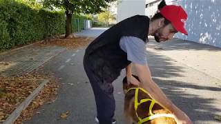 Eduquer son chien  Les différents harnais pour chien  berger malinois [upl. by Ettelrats]