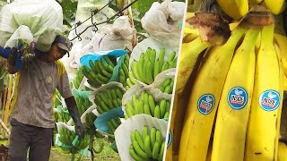 How Do Bananas Grow and End Up in the Store [upl. by Namlak]