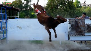 ¡LAS PROXIMAS ESTRELLAS DEL JARIPEO CALA DE BECERROS Y CONVIVIO EN RANCHO LA CARBONERA [upl. by Mharba734]