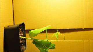 Gravitropism  Phototropism time lapse  Zeitraffer [upl. by Lovich474]