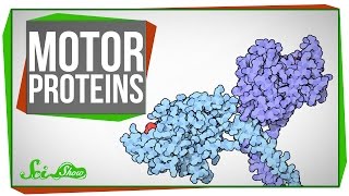 Motor Proteins Tiny Pirates in Your Cells [upl. by Owades]