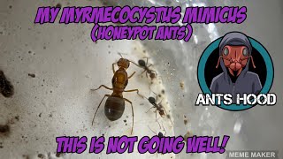 My myrmecocystus mimicus honey pot ants are not doing well [upl. by Octavus622]