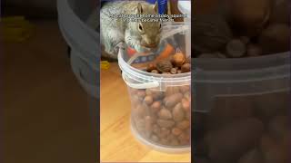 Rescue a squirrel animals rescueanimals squirrel catvideos love [upl. by Wj]