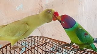 Plum Headed Parrot Feeding One Another  Wild Life Creatures [upl. by Panayiotis]