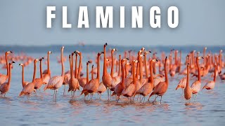 Flamingo Fascination Top 10 MustKnow Facts [upl. by Sallad660]