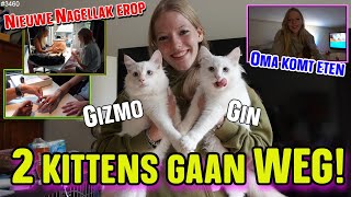 De 2 SIBEREN KITTENS gaan bij ons WEG Nieuwe NAGELLAK op mijn NAGELS Oma komt ETEN 3460 [upl. by Calida]