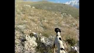 Rock Partridge Alectoris Graeca Hunting Nesting and History A TS TV Production wwwtstvgr [upl. by Nylzaj]