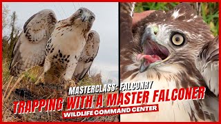 Trapping RedTailed Hawks With A Master Falconer  Ep 6 [upl. by Girvin]