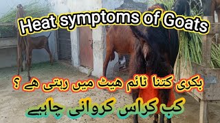 385 Bakriyon ki heat ki nishaniyanHeat symptoms for goats [upl. by Adnoyek491]