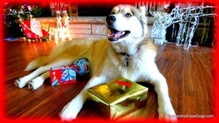 Our Dogs Open their Christmas Presents Shiloh amp Shelby the Siberian Husky [upl. by Sivi]