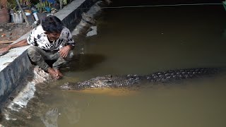 BUAYA RISKA KERUMAH AMBOSAMBIL PATROLIMENJAGA LINGKUNGAN SEKITAR❗ [upl. by Cnahc]