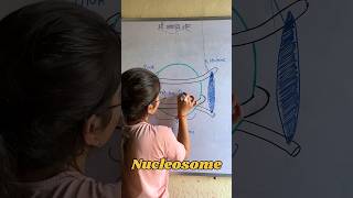 What is nucleosome packaging of DNA 🧬 in a chromosome what is histone octamer shorts dna [upl. by Omolhs308]