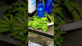 Lakatan na saging shortvideo simplengbuhayprobinsya bodabods vlogl [upl. by Nahtanohj]