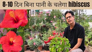 810 दिन पानी की जरूरत नहीं पड़ेगी hibiscus 🌺 में  Hibiscus Plant Care  gudhal Rooftop Organics [upl. by Bowrah]