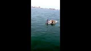 Tiger shark eats Manatee off Marco island fl [upl. by Jacinto]