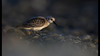 Red necked Stint [upl. by Norita]