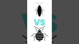 Roach VS Bed Bug  Which is Which roach bedbugs [upl. by Aney]