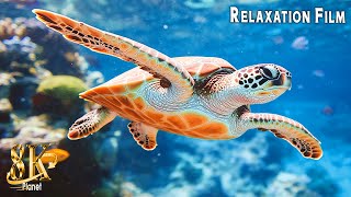 8K Ultra HD Aquarium 🎥 Rare amp Colorful Sea Life with Calming Melodies to Soothe Your Soul and Mind [upl. by Anole]