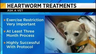 Ask a Vet  Heartworm treatments [upl. by Nelly]