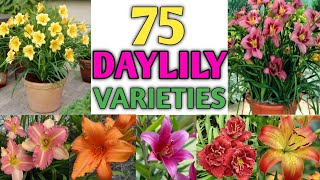 75 Daylily Flower Varieties  Best Daylily Flower Plants  Plant and Planting [upl. by Pradeep]