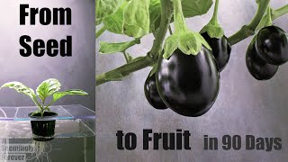 Growing Eggplant in Water 💦 🍆 Time Lapse [upl. by Irme881]