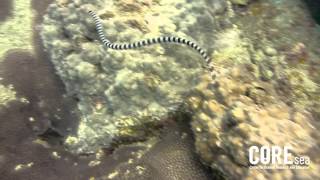 Erabu Sea Snake  Laticauda colubrina  Yellow Lipped Sea Krait  Released by Gung Adi [upl. by Gentes583]