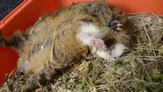 Criza Porc Guineea  Guinea Pig having a Seizure [upl. by Nemrac]