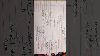 Glycogen storage disease glyconeogenesis glycogenlysis neetpg biochem [upl. by Anny]