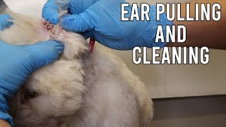 Dog Ear Hair Pulling And Cleaning [upl. by Aikim118]