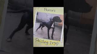 American Pit Bull Terrier Game Dogs Pitbull Game Bred Pit Dog [upl. by Oreves289]