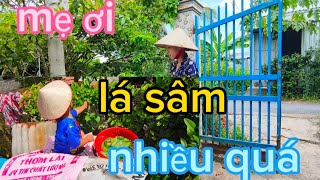 🌈226🌾Nhà mộc đầy lá sâm buổi trưa làm sâm ăn vừa mát vừa ngon [upl. by Airdua36]